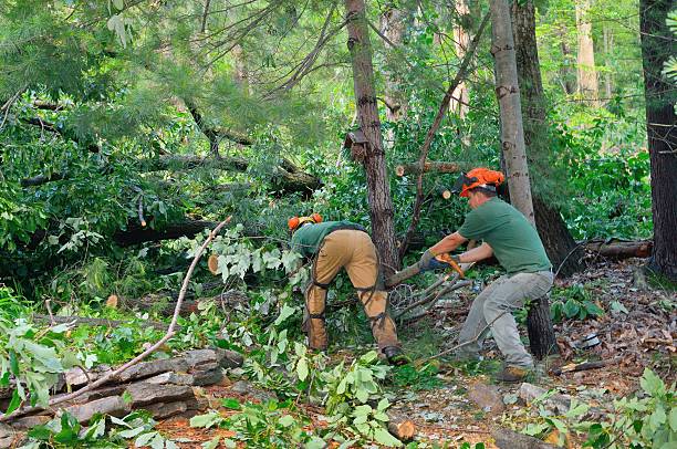 Tree Branch Trimming in Northampton, PA